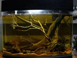 Bumblebee Gobies
