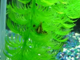 Butterfly Gobi