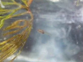 Breeding.. Second Attempt!