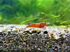 Finally! Pictures of my Blood Fins and Corys.