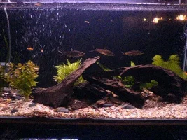 My Tank.opinions Wanted!