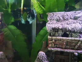 New betta/shrimp tank