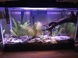 Not really an emergency but what should I do about my overstocked tank?