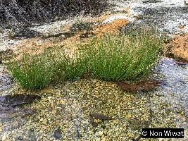 Plants Habitats