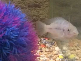 NEED HELP!!!