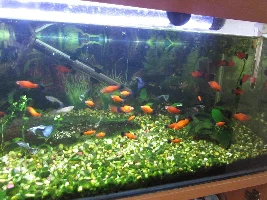 Platy fry in breeder box