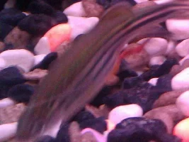 What's This Red Stuff Coming Out Of My Danio?