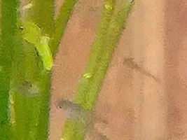 Blue-eyes and Peacocks