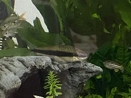 What species is this