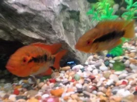 Do You Need A Light Constantly On When Breeding?