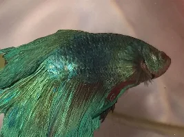 Bettas fins falling off in chunks