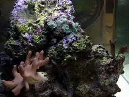 my tank pics
