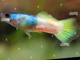 Bumblebee guppy