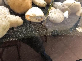 Female Guppy id.