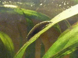 Hiya, Just Thought I'd Show Evryone My Fish