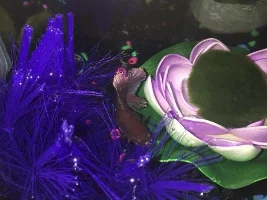 My betta fish is bloated.