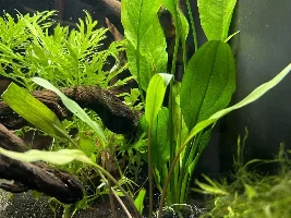 Fluval Flex 15 gallon build thread