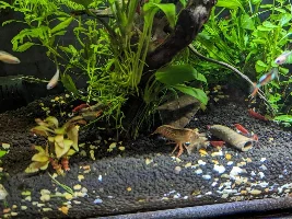 Shrimp Tank Still Kicking