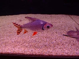 This Is What Fish I Keep.