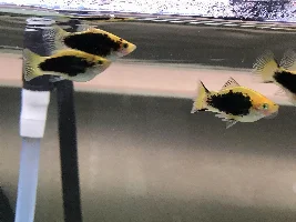 Pregnant or just fat Platies?