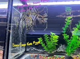 Today was a good day(got a free tank)