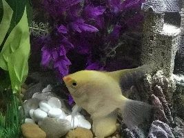 Aquarium