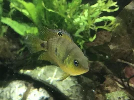 130 gallon planted tank