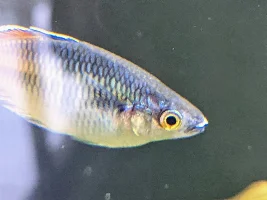 White (slightly stringy) lips on two Boesemani Rainbows