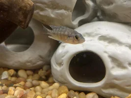 The joys of mbuna cichlid