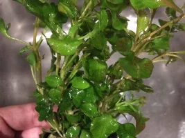 Pls Help With I.d. (Somewhat Red/purple-Ish Under Some Leaves)