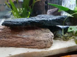 Help! My cories spawned! What do I do??