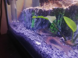 First fishy friends