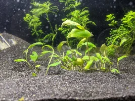 A place 4 my questions & ponderings as I build a 34 Gallons (127L) tank