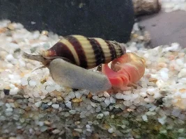 Need predator to control Ramhornsnail population