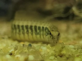 Dd's Tanks And Fish