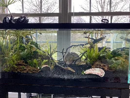 OliveFish05’s double tank journal and builds (20 gallon tropical community and 40 gallon axolotl tank)