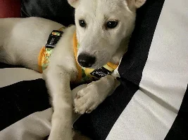 What do y’all think my dog is mixed with?