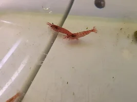 Cherry Shrimp, Male or Female?