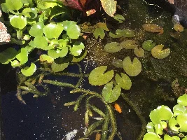 Check out my outdoor Molly pond! Plant filtered only.