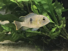 Green Terror or Blue Acara?