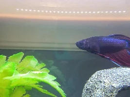 What's up with my betta?