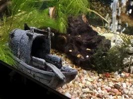 Is my upside down catfish sick?