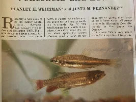 Another 'new' Nannostomus