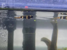 Clown Killifish - Are all 4 of these males?