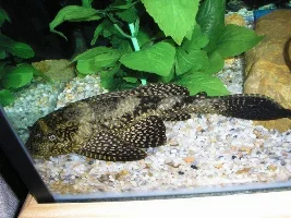 My Pleco