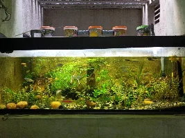 My Perpetual Ride Completed my Aquascape