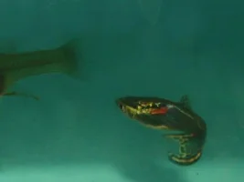 Black cobra endlers