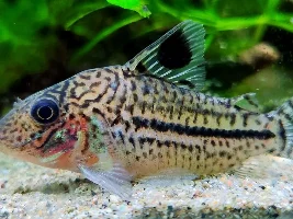 how common is it, to get "other" fish in, with very small wild caught fish...