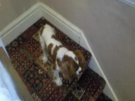 My Dog :D
