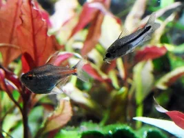 Are honey gouramis aggressive
